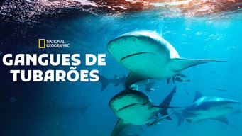 Escena 4 de Shark Gangs