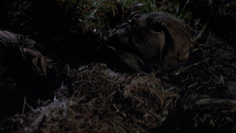 #13 Scarecrows