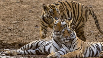#9 Tiger