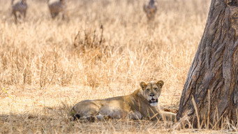 The Last Lions (2011)