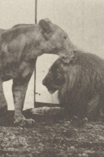 Lion Walking