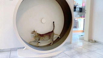 Das geheime Wesen der Katzen (2021)