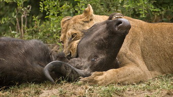 #6 Predator v Prey