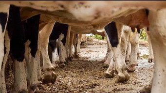 Cows With No Name (2019)