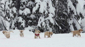 Snow Buddies backdrop 9