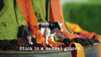 Stuck in a Mammal Groove