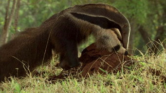 How Nature Works: Jungle (2012)