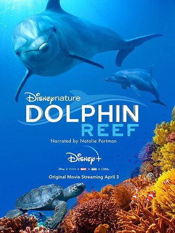 Image Dolphin Reef