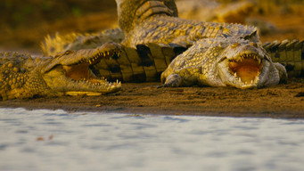 #4 Hippo vs Croc