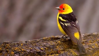 The National Geographic Guide to Birding in North America - S1E01