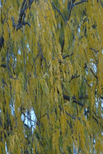Gleditsia triacanthos poster