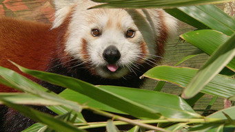 Animal Park (2000- )