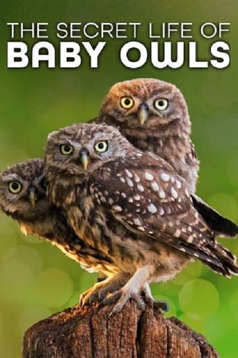 The Secret Life of Owls