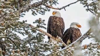 Great Yellowstone Thaw (2017)