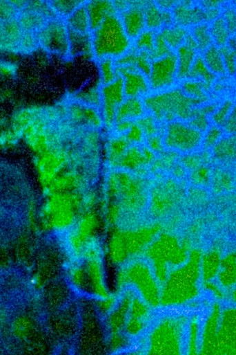 Green Remembrance poster