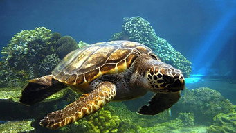 Deep Dive Australia (2023- )