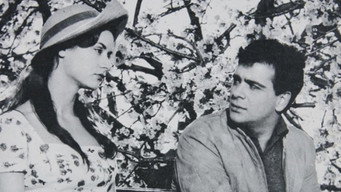 Amaryllis (1959)