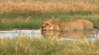 Swamp Lions (2010)
