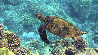 Deep Dive Australia (2023- )