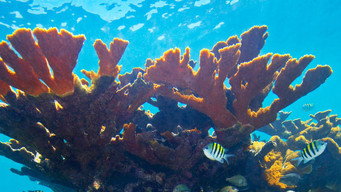 How Poop is Killing Corals
