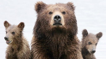 Bearland (2023)