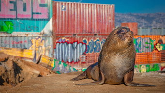 Mammals (2024)