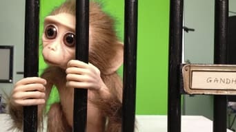 Monkey Love Experiments (2014)