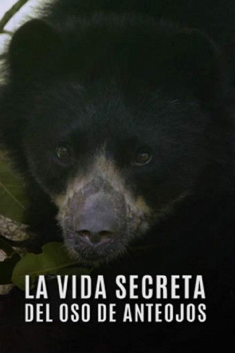 La Vida Secreta del Oso de Anteojos poster