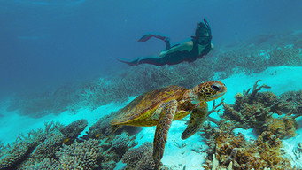 #6 Deep Dive Australia