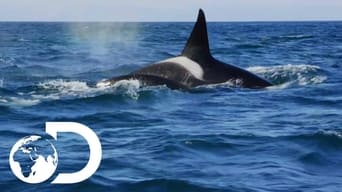 #1 Killer Whales: The Mega Hunt