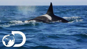 Killer Whales: The Mega Hunt (2016)