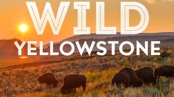 Wild Yellowstone (2015)