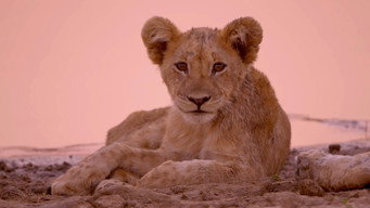 #9 Africa's Hunters