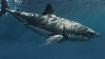 #7 Shark Below Zero