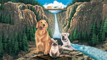 Still 4 from Homeward Bound: The Incredible Journey