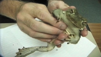 Deep Toad (2003)