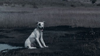 Kummatty (1979)