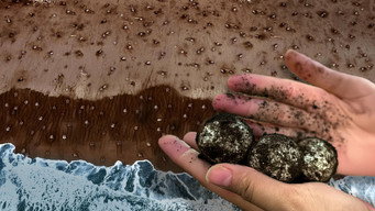 Why Magnetic Sand Pulls Millions of Sea Turtles to One Tiny Beach