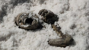 Under the Salt (2008)