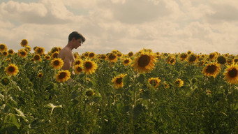 #5 Sunflower