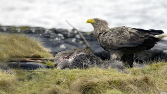 Atlantic: A Year in the Wild (2020)