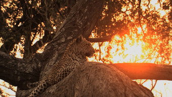Big Cat Odyssey (2010)