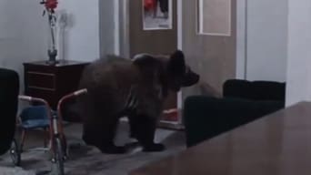 Teddy Bear the Artist (1976)