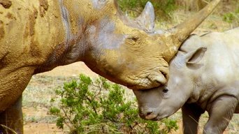 Wildlife Icons - S1E01