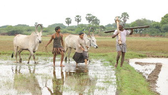 #35 Bison Kaalamaadan