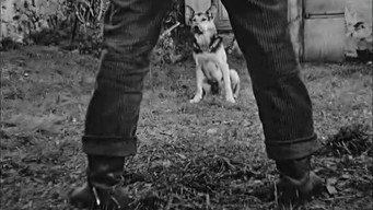 #12 Le chien