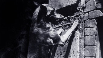 #5 Zoltan Hound of Dracula