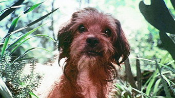 #8 Benji