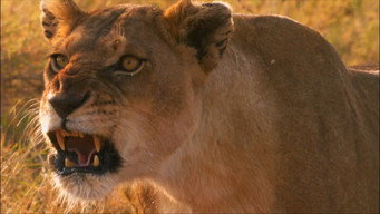 Superpride (2008)