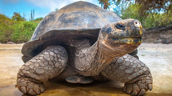Galapagos media image